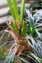 Palm trunk from howea forsteriana arecaceae kentiapalm from the lord-howe-islands Royalty Free Stock Photo