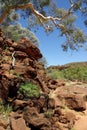 Palm Valley, Australia Royalty Free Stock Photo