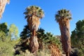 Palm and various trees on the Lost Palms Oasis Trail, Cottonwood Spring, Joshua Tree National Park, California Royalty Free Stock Photo