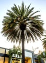 Palm, Via Rodeo - Rodeo Drive - Los Angeles, LA, California, CA Royalty Free Stock Photo