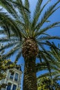 Palm view city old. Sunny day. Outdoor landscape.