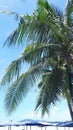 Palm view on sky background in Thailand