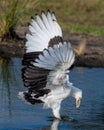 a palm vulture takes prey out of the water