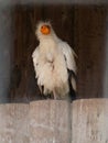 Palm vulture