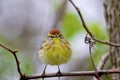 Palm Warbler 708258