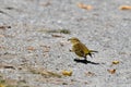 Palm warbler eating black ants