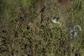 Palm Warbler flying