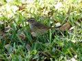 Palm Warbler on Grass