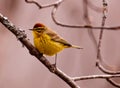 Palm Warbler Male breeding colors