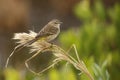 Palm Warbler - Merritt Island, Florida