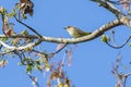 Palm Warbler Perched On A Tree