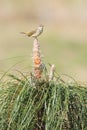 Palm Warbler Perched Atop Young Longleaf Pine Royalty Free Stock Photo