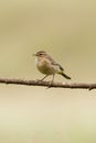 Palm Warbler perching on tree branch Royalty Free Stock Photo