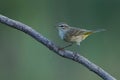 Palm Warbler perching on tree branch Royalty Free Stock Photo