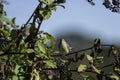 Palm Warbler pokeberry eye contact Royalty Free Stock Photo