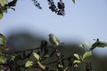 Palm Warbler pokeberry Royalty Free Stock Photo