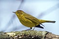 Palm Warbler