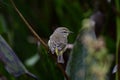 Palm Warbler standing on a plant stern Royalty Free Stock Photo