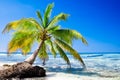 Palm on white sand beach near cyan ocean