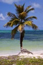 Palm in the wind in the blue lagoon Royalty Free Stock Photo