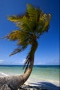 Palm in the wind in the blue lagoon mexico Royalty Free Stock Photo