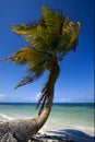 Palm in the wind in the blue lagoon mexico