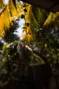 Palm yellow-green leaves in the sunlight.