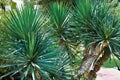 Palm yucca in arboretum