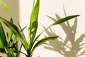 Palm yucca and shadows on a white wall