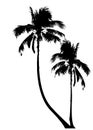 Tropical palm tree, black silhouette and outline contours, vector isolated transparent or white background