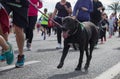 Palma half marathon runners and pet during popular race