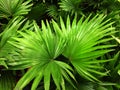 Palma houseplant. Textural vegetative background from young green leaves