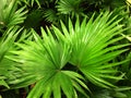 Palma houseplant. Textural vegetative background from young green leaves