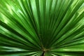 Palma houseplant. Textural vegetative background from young green leaves