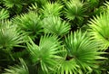 Palma houseplant. Textural vegetative background from young green leaves