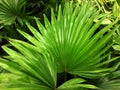 Palma houseplant. Textural vegetative background from young green leaves of palm tree