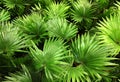 Palma houseplant. Textural vegetative background from young leaves of a palm tree
