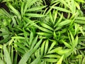 Palma houseplant. Textural vegetative background from young leaves of a palm tree