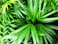 Palma houseplant. Textural vegetative background from young leaves of a palm tree