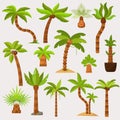 Palma palmaceous tropical tree with coconut or green exotic leafs and palmetto on tropic beach illustration palmy set