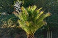 Palma in the park, lit by the morning sun Royalty Free Stock Photo