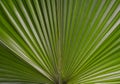 Palma photo. Palm leaf photo. A palm leaf is a texture. Palm backdrop. photo Palm green leaf texture