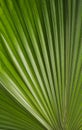 Palma photo. Palm leaf photo. A palm leaf is a texture. Palm backdrop. photo Palm leaf texture