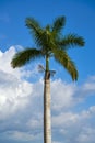 Palma real Royal palm tree on a blue sky