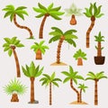 Palma vector palmaceous tropical tree with coconut or green exotic leafs and palmetto on tropic beach illustration palmy