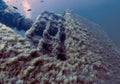 The Palma Wrecks near the harbour at Palma de Mallorca