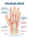 Palmar arch anatomical vector illustration diagram