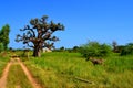 Palmarin, in the heart of Sine Saloum delta in Senegal