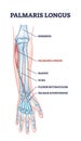 Palmaris longus skeletal and muscular structure for human arm outline diagram Royalty Free Stock Photo