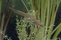 Palmate newt, Triturus helveticus